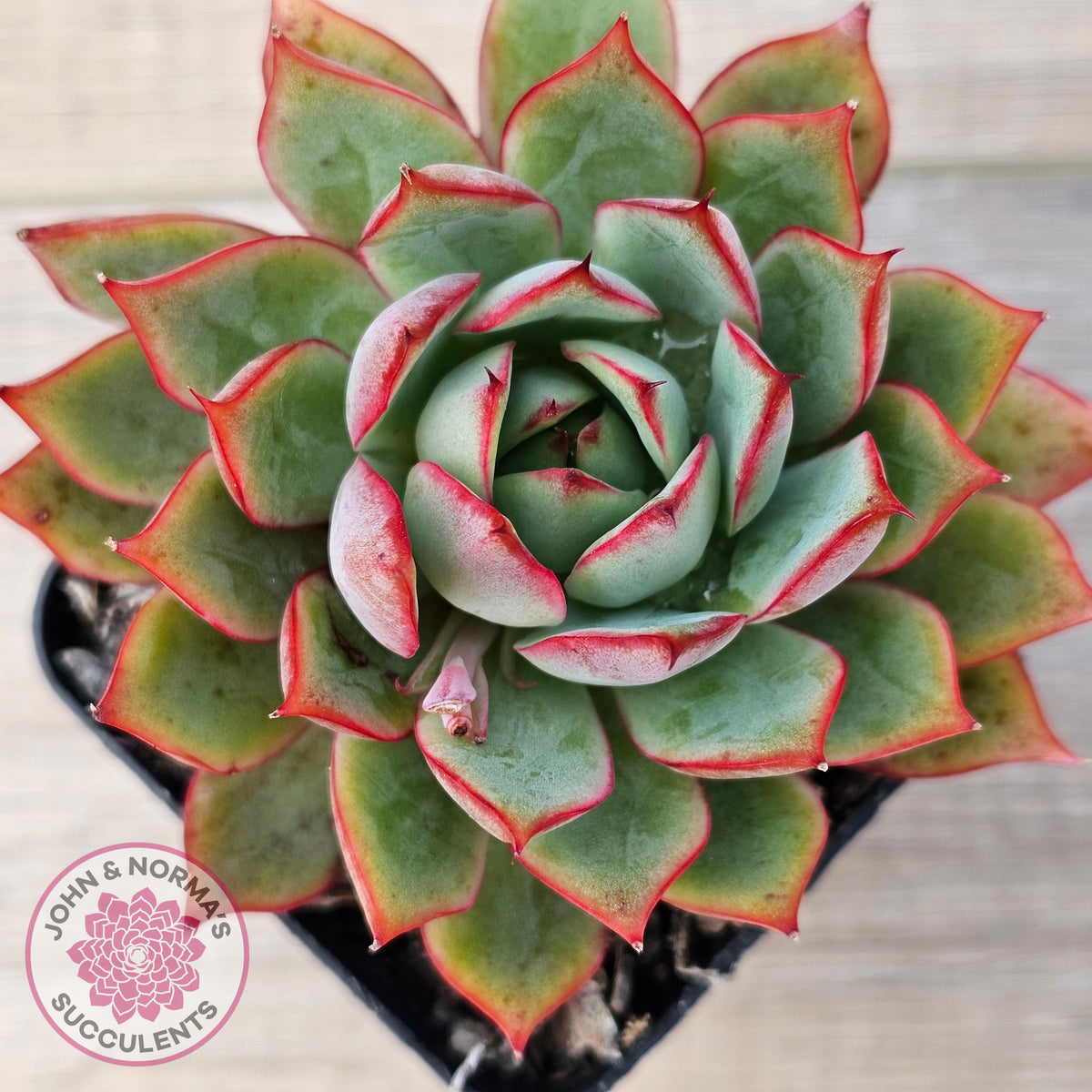 Echeveria 'Captain Rose'