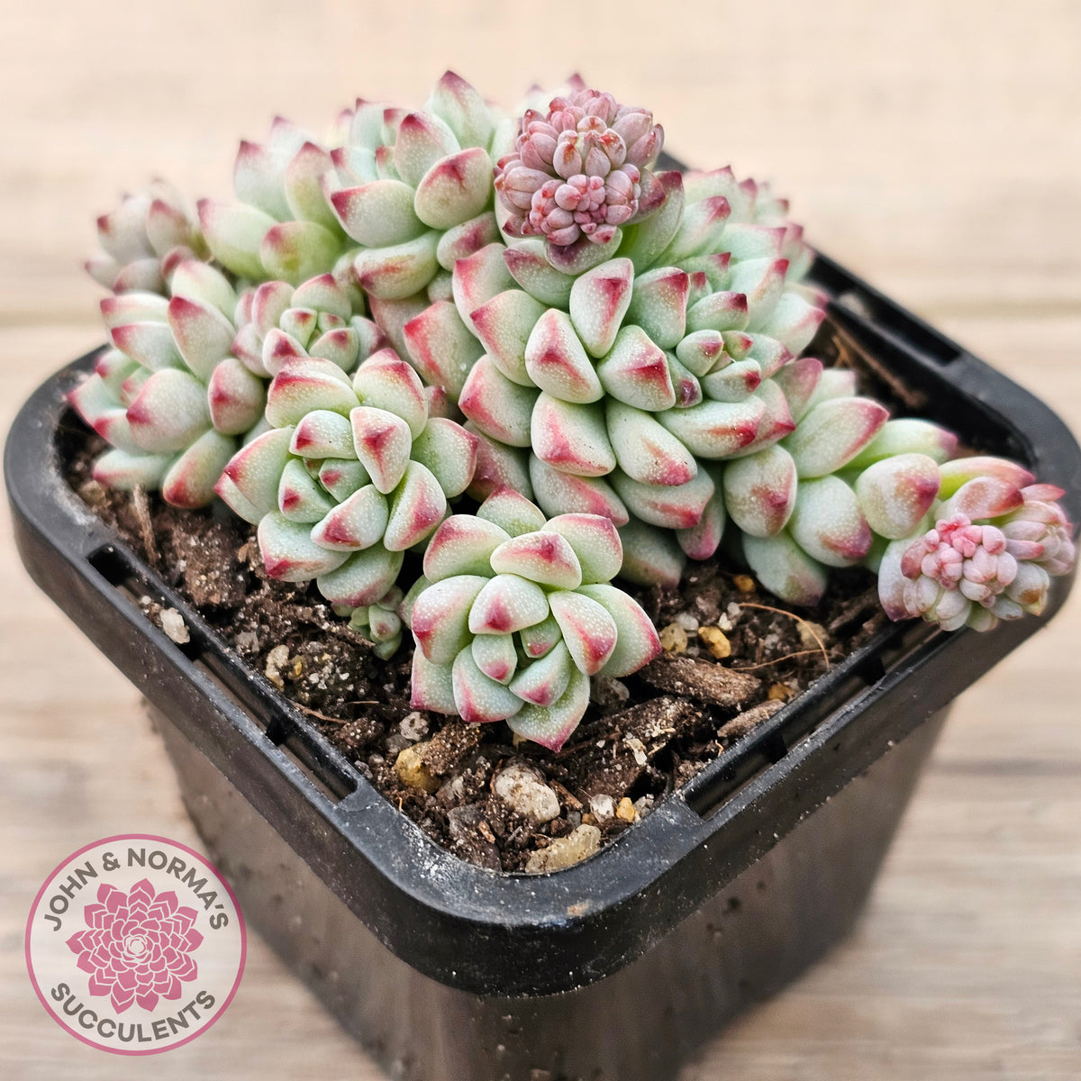 Echeveria 'Caramel Elf'