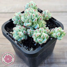 Load image into Gallery viewer, Echeveria 'Caramel Elf'