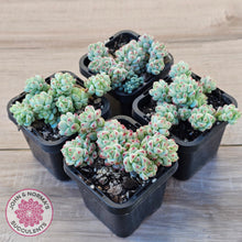 Load image into Gallery viewer, Echeveria 'Caramel Elf'