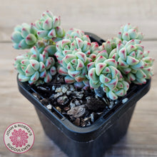 Load image into Gallery viewer, Echeveria 'Caramel Elf'