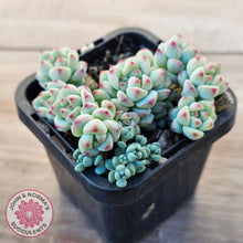 Load image into Gallery viewer, Echeveria 'Caramel Elf'