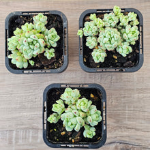 Load image into Gallery viewer, Echeveria 'Caramel Elf'