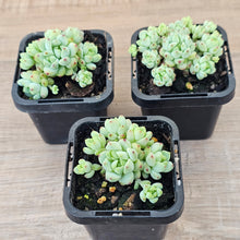 Load image into Gallery viewer, Echeveria 'Caramel Elf'