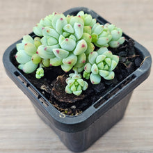 Load image into Gallery viewer, Echeveria 'Caramel Elf'