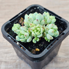 Load image into Gallery viewer, Echeveria 'Caramel Elf'