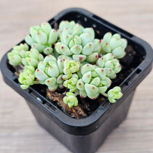 Load image into Gallery viewer, Echeveria 'Caramel Elf'