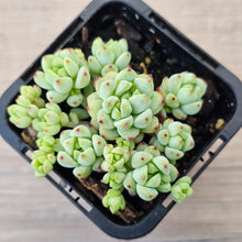 Load image into Gallery viewer, Echeveria 'Caramel Elf'