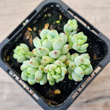 Load image into Gallery viewer, Echeveria 'Caramel Elf'