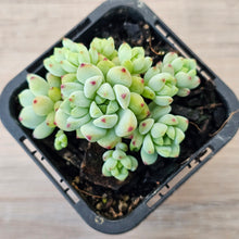 Load image into Gallery viewer, Echeveria 'Caramel Elf'