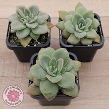 Load image into Gallery viewer, Echeveria Carnicolor
