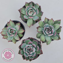 Load image into Gallery viewer, Echeveria Casio Silk Variegata