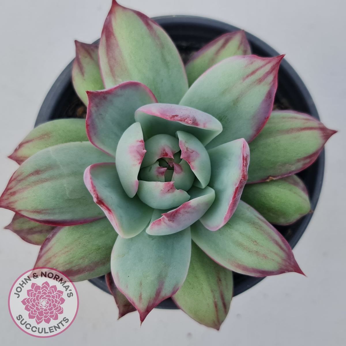Echeveria Casio Silk Variegata