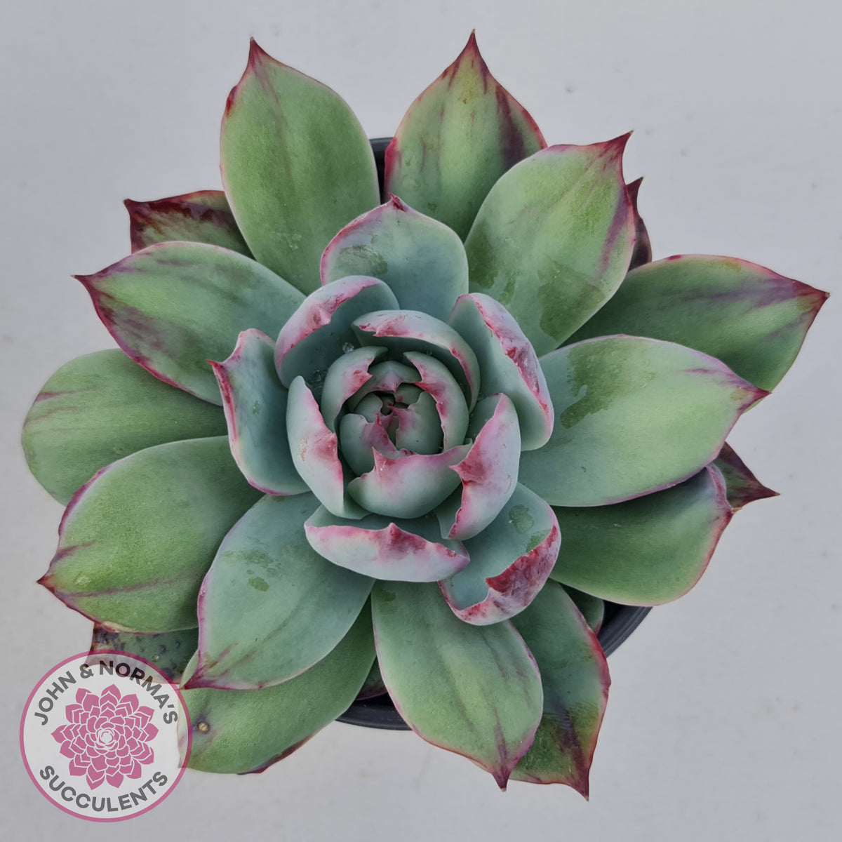 Echeveria Casio Silk Variegata