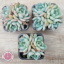 Load image into Gallery viewer, Echeveria 'Castle Elf' (multi)