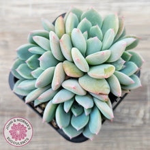 Load image into Gallery viewer, Echeveria 'Castle Elf' (multi)