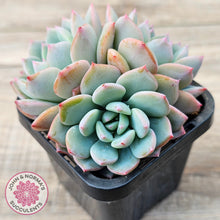 Load image into Gallery viewer, Echeveria 'Castle Elf' (multi)