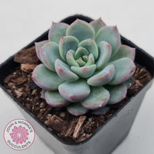 Load image into Gallery viewer, Echeveria 'Castle Elf' - John & Norma's Succulents Australia