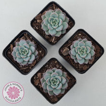Load image into Gallery viewer, Echeveria 'Castle Elf' - John & Norma's Succulents Australia