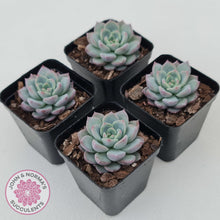 Load image into Gallery viewer, Echeveria 'Castle Elf' - John & Norma's Succulents Australia
