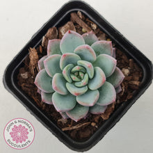Load image into Gallery viewer, Echeveria 'Castle Elf' - John & Norma's Succulents Australia