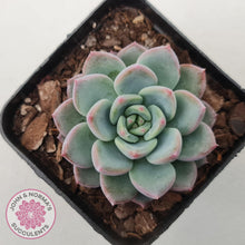 Load image into Gallery viewer, Echeveria 'Castle Elf' - John & Norma's Succulents Australia