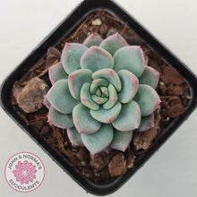 Load image into Gallery viewer, Echeveria 'Castle Elf' - John & Norma's Succulents Australia