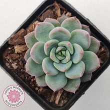 Load image into Gallery viewer, Echeveria 'Castle Elf' - John & Norma's Succulents Australia