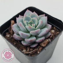 Load image into Gallery viewer, Echeveria 'Castle Elf' - John & Norma's Succulents Australia