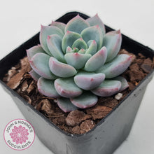 Load image into Gallery viewer, Echeveria 'Castle Elf' - John & Norma's Succulents Australia