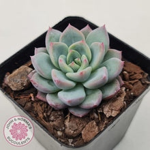Load image into Gallery viewer, Echeveria 'Castle Elf' - John & Norma's Succulents Australia