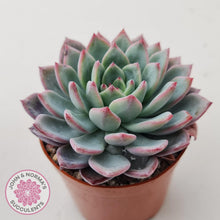 Load image into Gallery viewer, Echeveria 'Castle Elf' - John & Norma's Succulents Australia