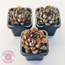 Load image into Gallery viewer, Echeveria 'Cat's Eye'