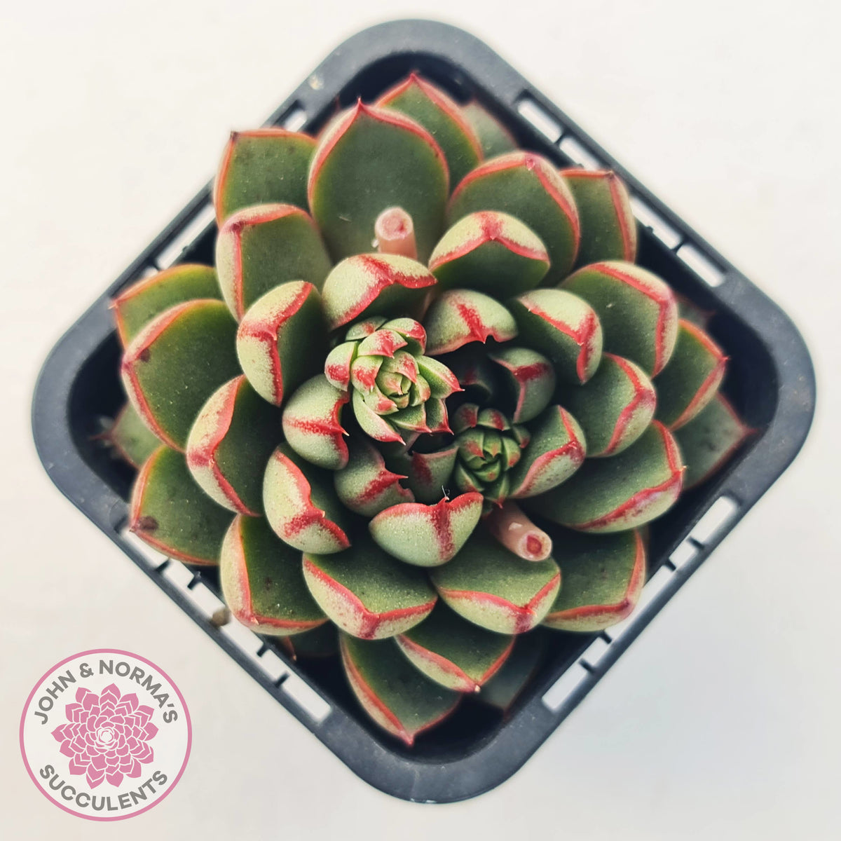 Echeveria 'Cat's Eye'