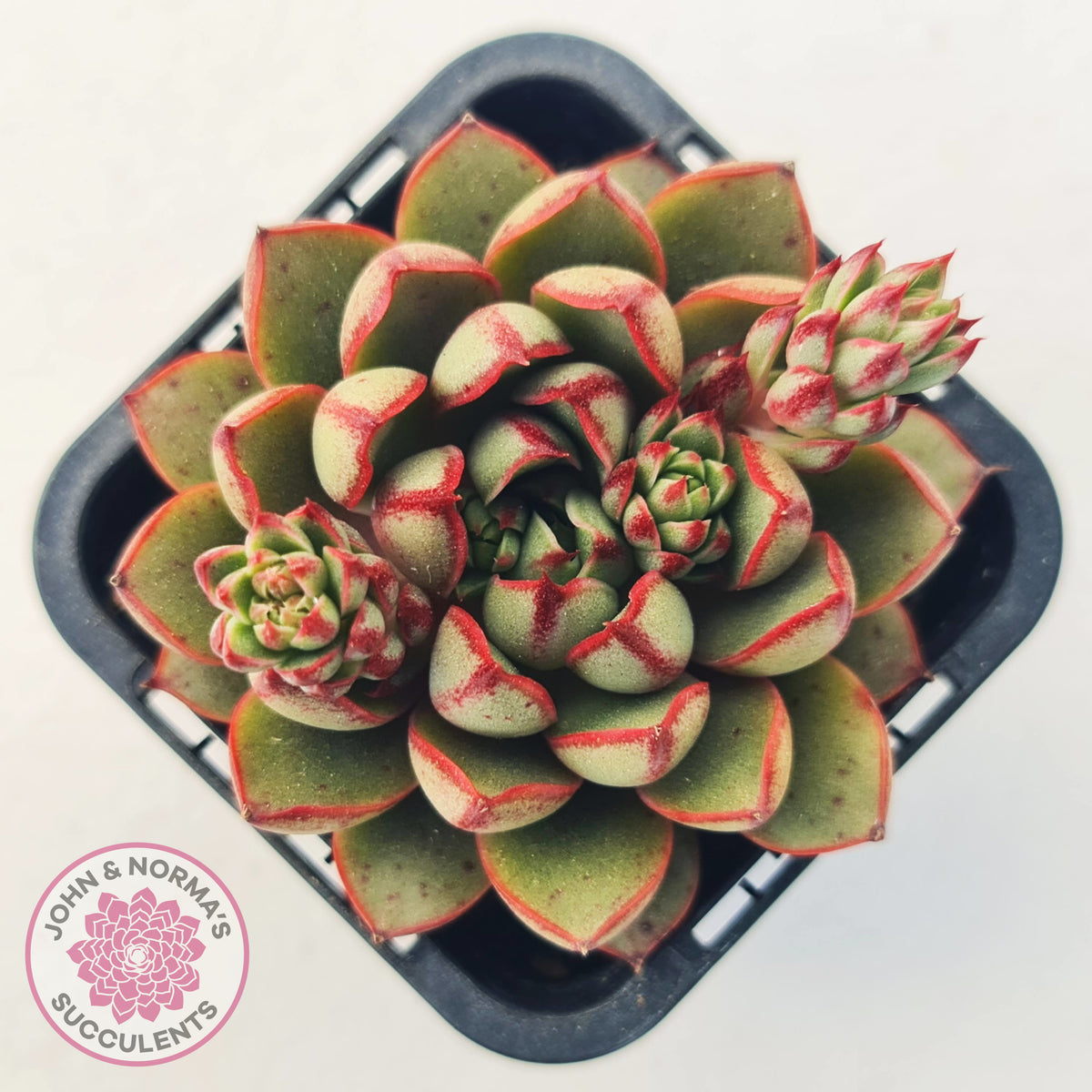 Echeveria 'Cat's Eye'