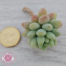 Load image into Gallery viewer, Echeveria 'Caviar' - Cutting