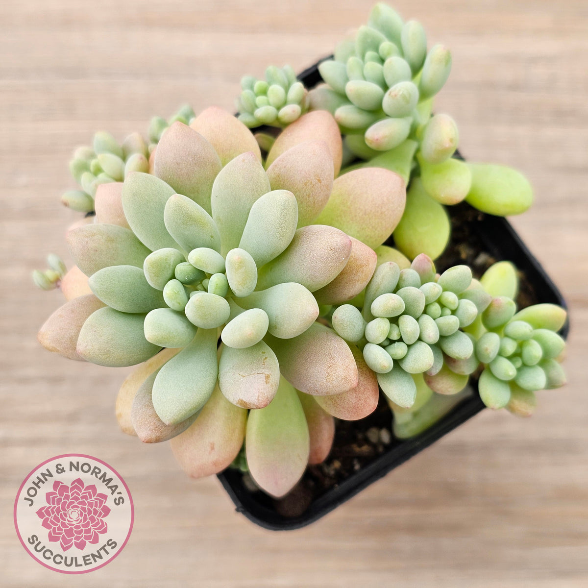 Echeveria 'Caviar'