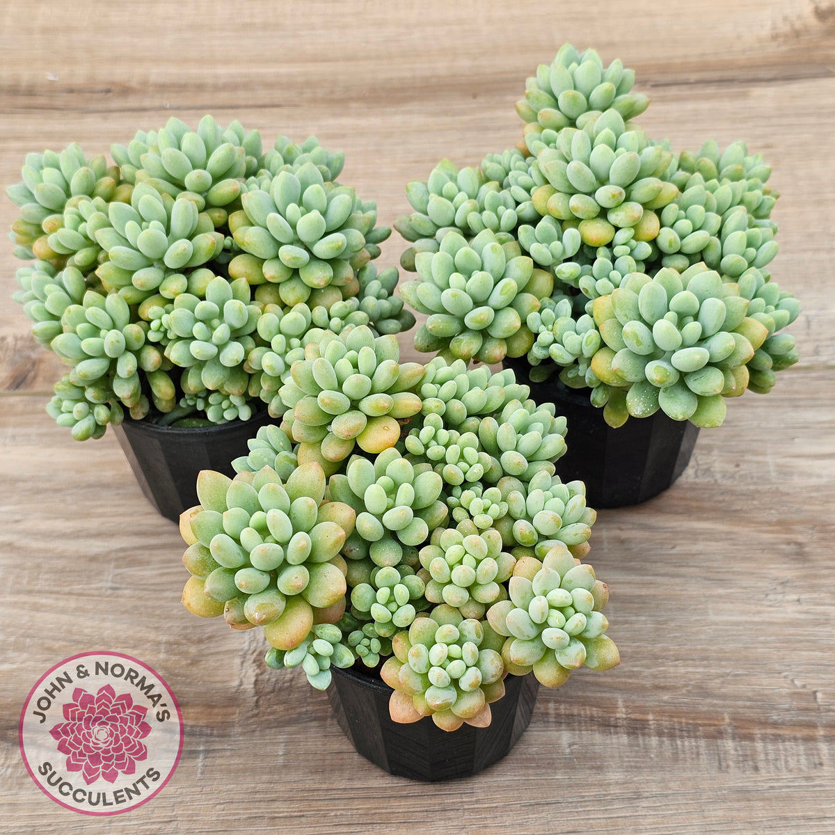 Echeveria 'Caviar'