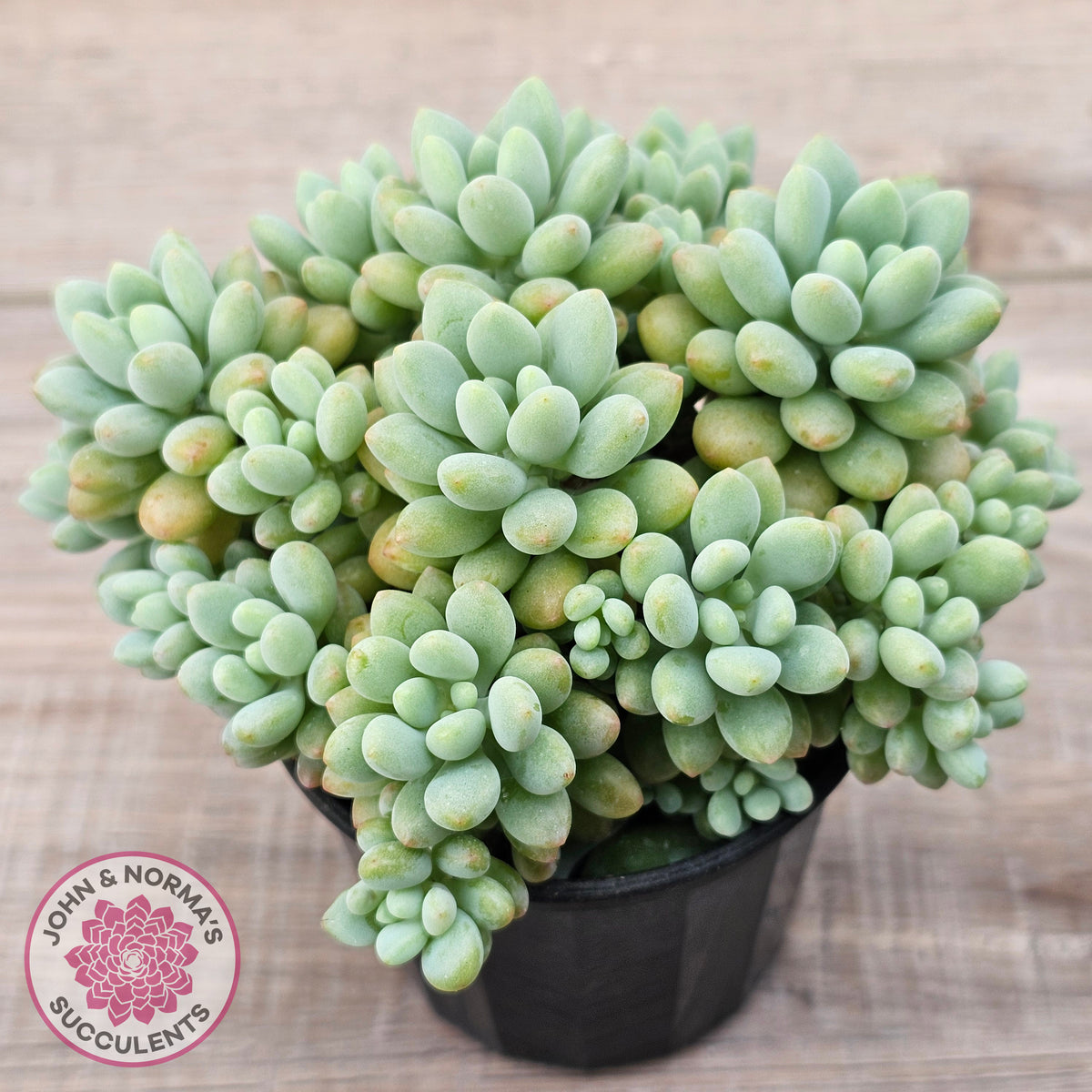 Echeveria 'Caviar'