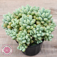 Load image into Gallery viewer, Echeveria 'Caviar'