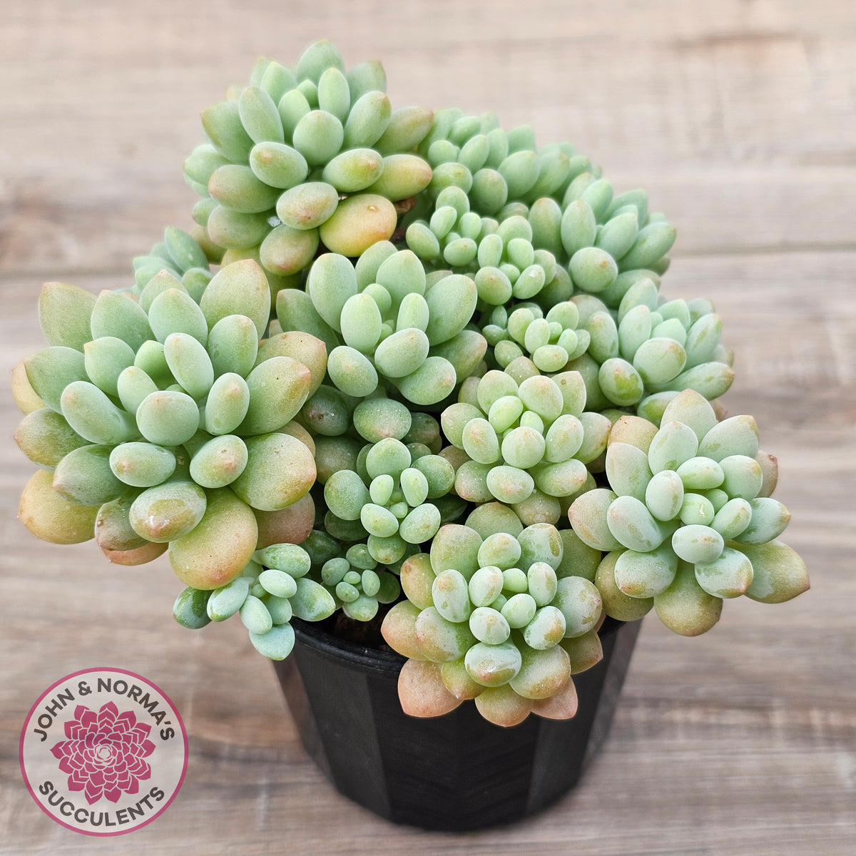 Echeveria 'Caviar'