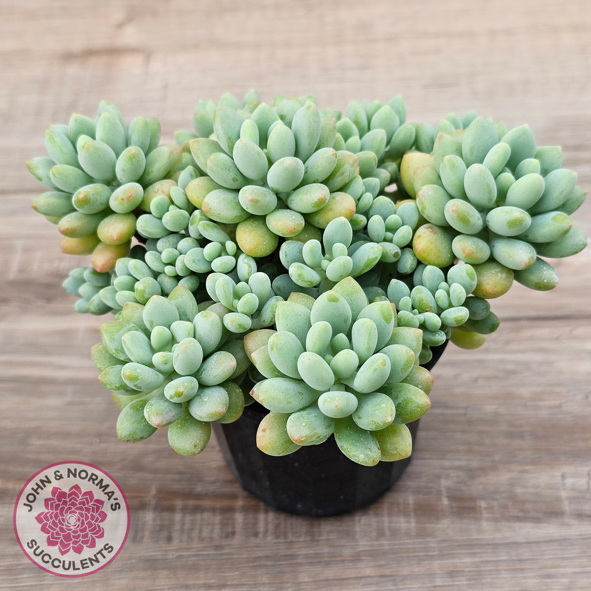 Echeveria 'Caviar'