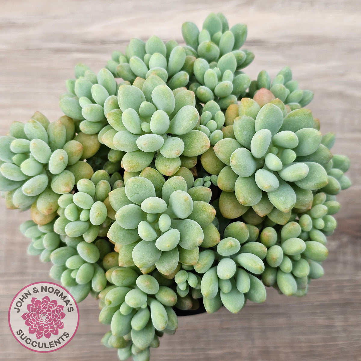 Echeveria 'Caviar'