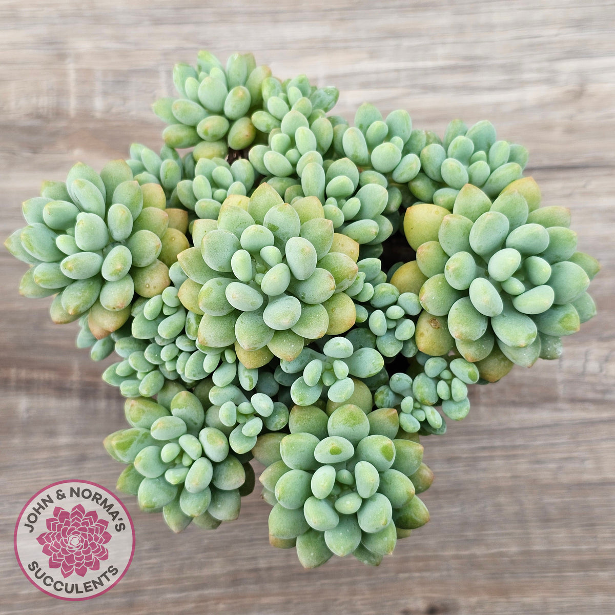 Echeveria 'Caviar'