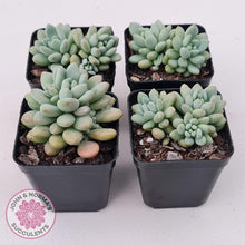 Load image into Gallery viewer, Echeveria 'Caviar' - John & Norma's Succulents Australia