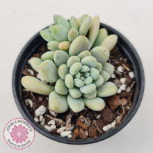 Load image into Gallery viewer, Echeveria 'Caviar' - John & Norma's Succulents Australia