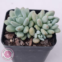 Load image into Gallery viewer, Echeveria 'Caviar' - John & Norma's Succulents Australia