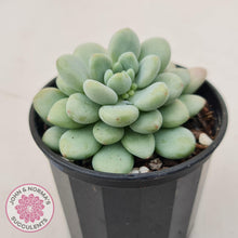 Load image into Gallery viewer, Echeveria 'Caviar' - John & Norma's Succulents Australia
