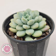 Load image into Gallery viewer, Echeveria 'Caviar' - John & Norma's Succulents Australia