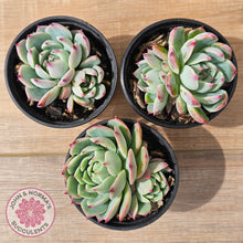 Load image into Gallery viewer, Echeveria chihuahuaensis